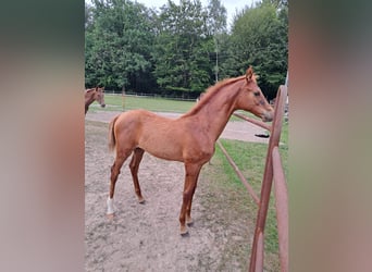 Hanoverian, Stallion, Foal (03/2024), 17 hh, Chestnut-Red