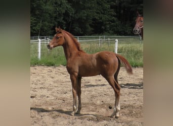 Hanoverian, Stallion, Foal (03/2024), 17 hh, Chestnut-Red