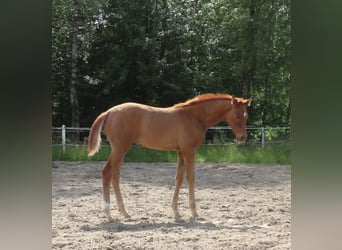 Hanoverian, Stallion, Foal (03/2024), 17 hh, Chestnut-Red