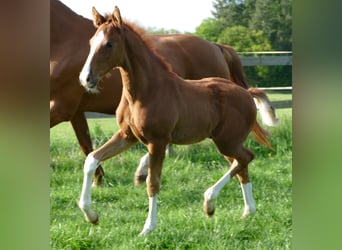 Hanoverian, Stallion, Foal (03/2026), 17 hh, Chestnut-Red