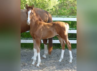 Hanoverian, Stallion, Foal (03/2026), 17 hh, Chestnut-Red