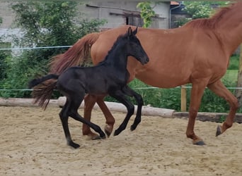 Hanoverian, Stallion, Foal (05/2026), 17 hh, Smoky-Black