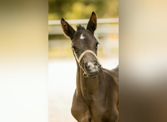 Hanoverian, Stallion, Foal (04/2026), 17 hh, Smoky-Black