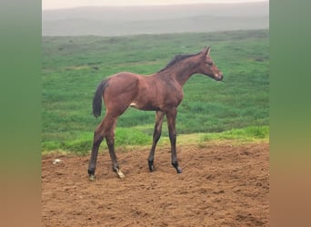 Hanoverian, Stallion, , 17,1 hh, Bay-Dark