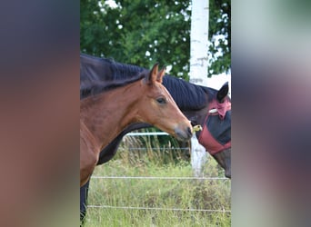 Hanoverian, Stallion, , 17,1 hh, Bay-Dark