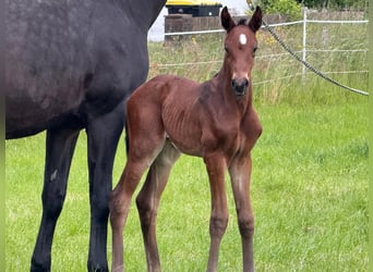 Hanoverian, Stallion, , 17,1 hh, Bay-Dark