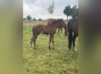 Hanoverian, Stallion, Foal (05/2025), 17,1 hh, Bay-Dark