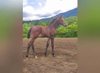 Hanoverian, Stallion, , 17,1 hh, Bay-Dark