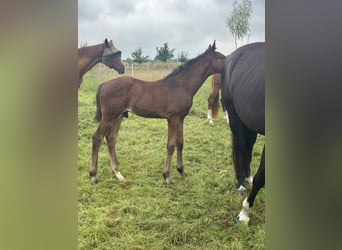Hanoverian, Stallion, Foal (05/2025), 17,1 hh, Bay-Dark