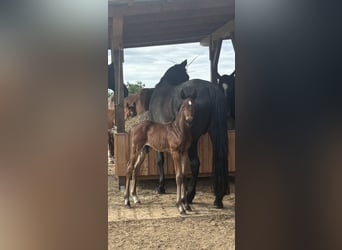 Hanoverian, Stallion, , 17,1 hh, Bay-Dark