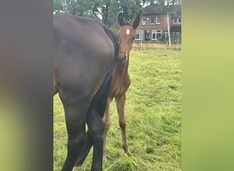 Hanoverian, Stallion, Foal (05/2025), 17,1 hh, Bay-Dark