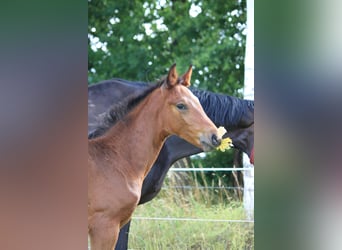 Hanoverian, Stallion, , 17,1 hh, Bay-Dark