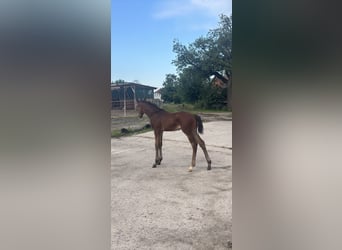 Hanoverian, Stallion, , 17,1 hh, Bay-Dark