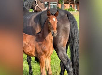Hanoverian, Stallion, , 17,1 hh, Bay-Dark
