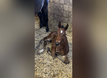 Hanoverian, Stallion, , 17,1 hh, Bay-Dark
