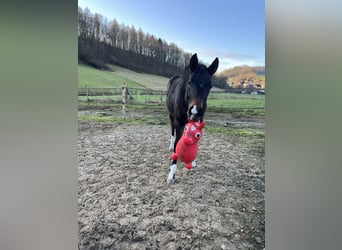 Hanoverian, Stallion, Foal (05/2025), 17,2 hh, Brown