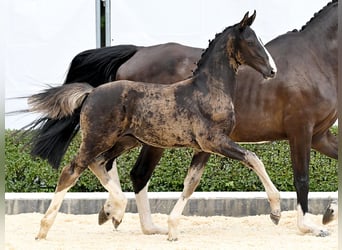 Hanoverian, Stallion, Foal (05/2025), Bay-Dark
