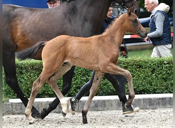 Hanoverian, Stallion, Foal (05/2025), Bay-Dark