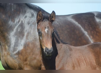 Hanoverian, Stallion, Foal (04/2024), Bay-Dark