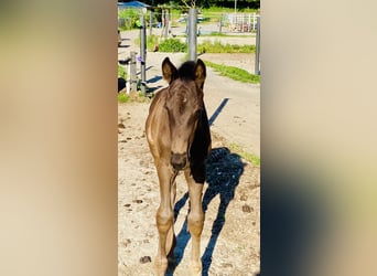 Hanoverian, Stallion, Foal (05/2026), Bay-Dark