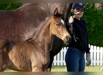 Hanoverian, Stallion, , Bay-Dark