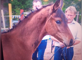 Hanoverian, Stallion, Foal (06/2023), Bay-Dark