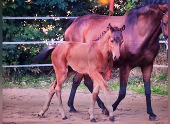 Hanoverian, Stallion, Foal (06/2023), Bay-Dark