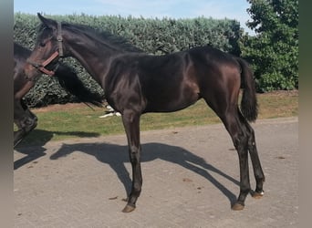 Hanoverian, Stallion, Foal (04/2025), Bay-Dark