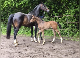 Hanoverian, Stallion, Foal (04/2025), Bay-Dark