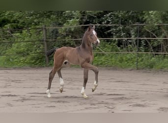 Hanoverian, Stallion, Foal (04/2025), Bay-Dark
