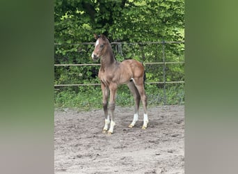 Hanoverian, Stallion, Foal (04/2025), Bay-Dark