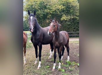 Hanoverian, Stallion, Foal (04/2025), Bay-Dark