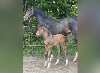 Hanoverian, Stallion, Foal (04/2025), Bay-Dark