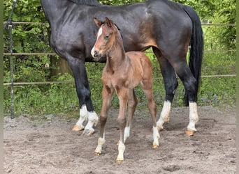 Hanoverian, Stallion, Foal (04/2025), Bay-Dark