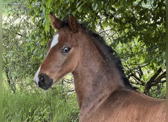 Hanoverian, Stallion, , Bay-Dark