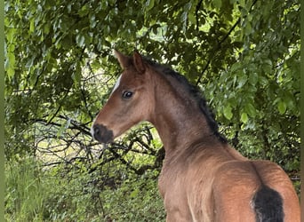 Hanoverian, Stallion, , Bay-Dark