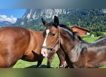 Hanoverian, Stallion, Foal (05/2023), Bay-Dark
