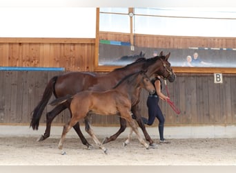 Hanoverian, Stallion, , Bay-Dark