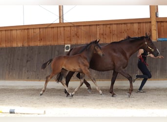 Hanoverian, Stallion, , Bay-Dark