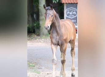 Hanoverian, Stallion, , Bay-Dark