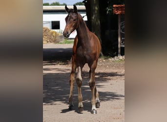 Hanoverian, Stallion, , Bay-Dark