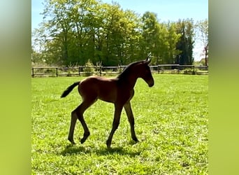 Hanoverian, Stallion, Foal (04/2025), Bay-Dark
