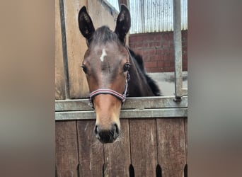 Hanoverian, Stallion, Foal (05/2024), Bay-Dark