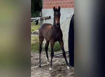 Hanoverian, Stallion, Foal (05/2024), Bay-Dark