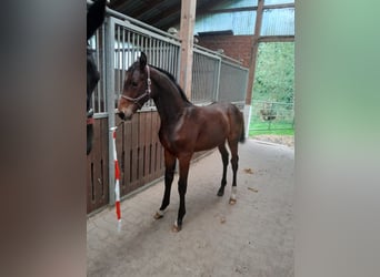 Hanoverian, Stallion, Foal (05/2024), Bay-Dark