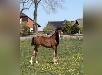 Hanoverian, Stallion, Foal (02/2026), Bay-Dark