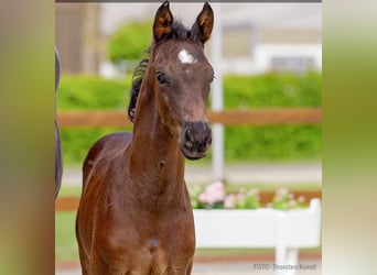 Hanoverian, Stallion, , Bay-Dark