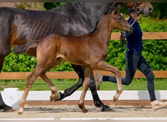 Hanoverian, Stallion, , Bay-Dark