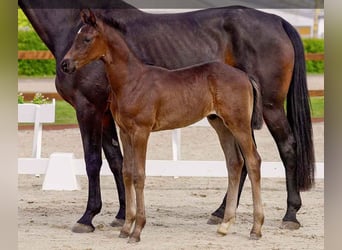 Hanoverian, Stallion, , Bay-Dark