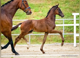 Hanoverian, Stallion, Foal (06/2026), Bay-Dark
